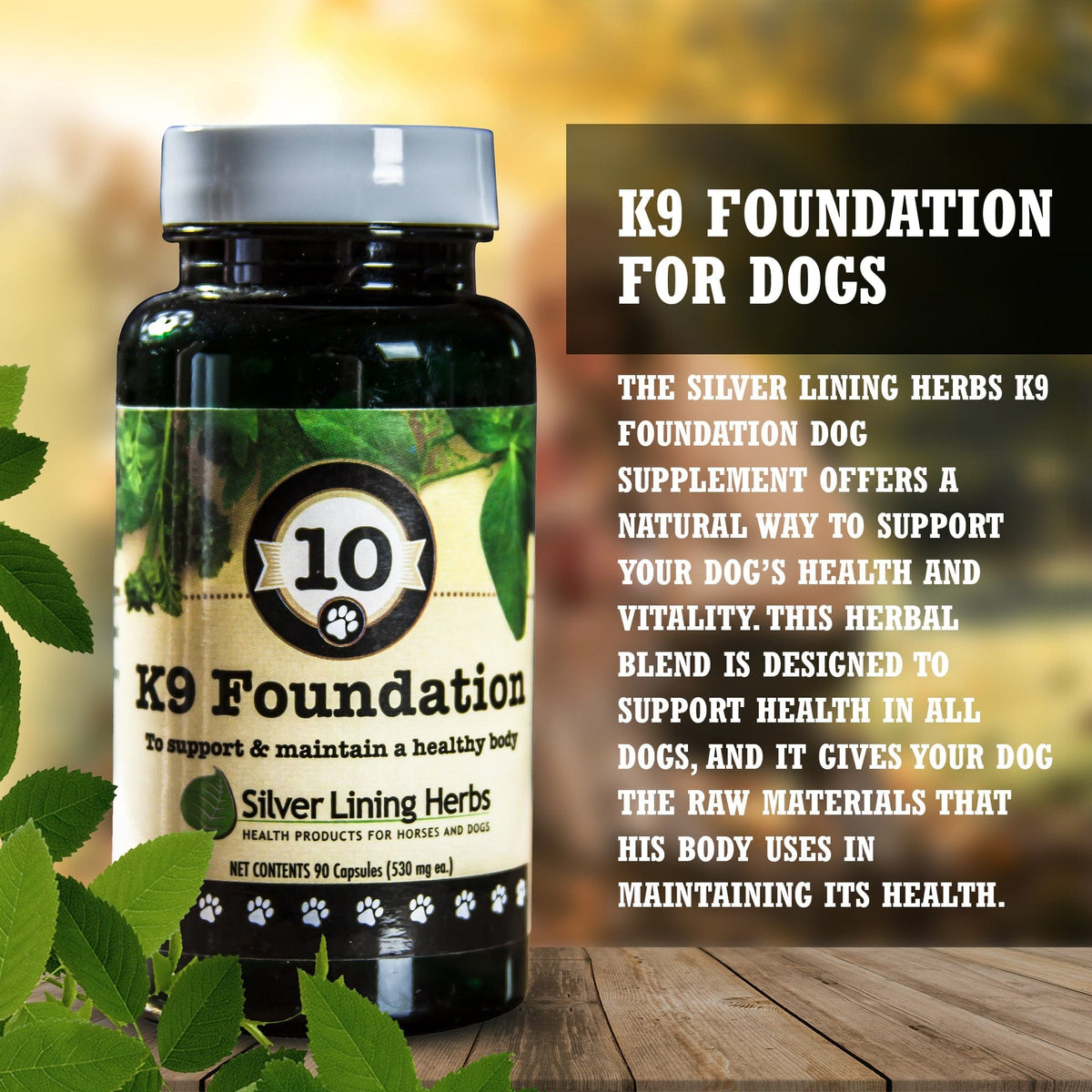 Foundation for Canines