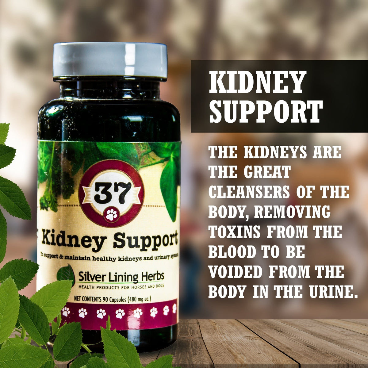 37 Kidney Support for Canines -  90 Capsule