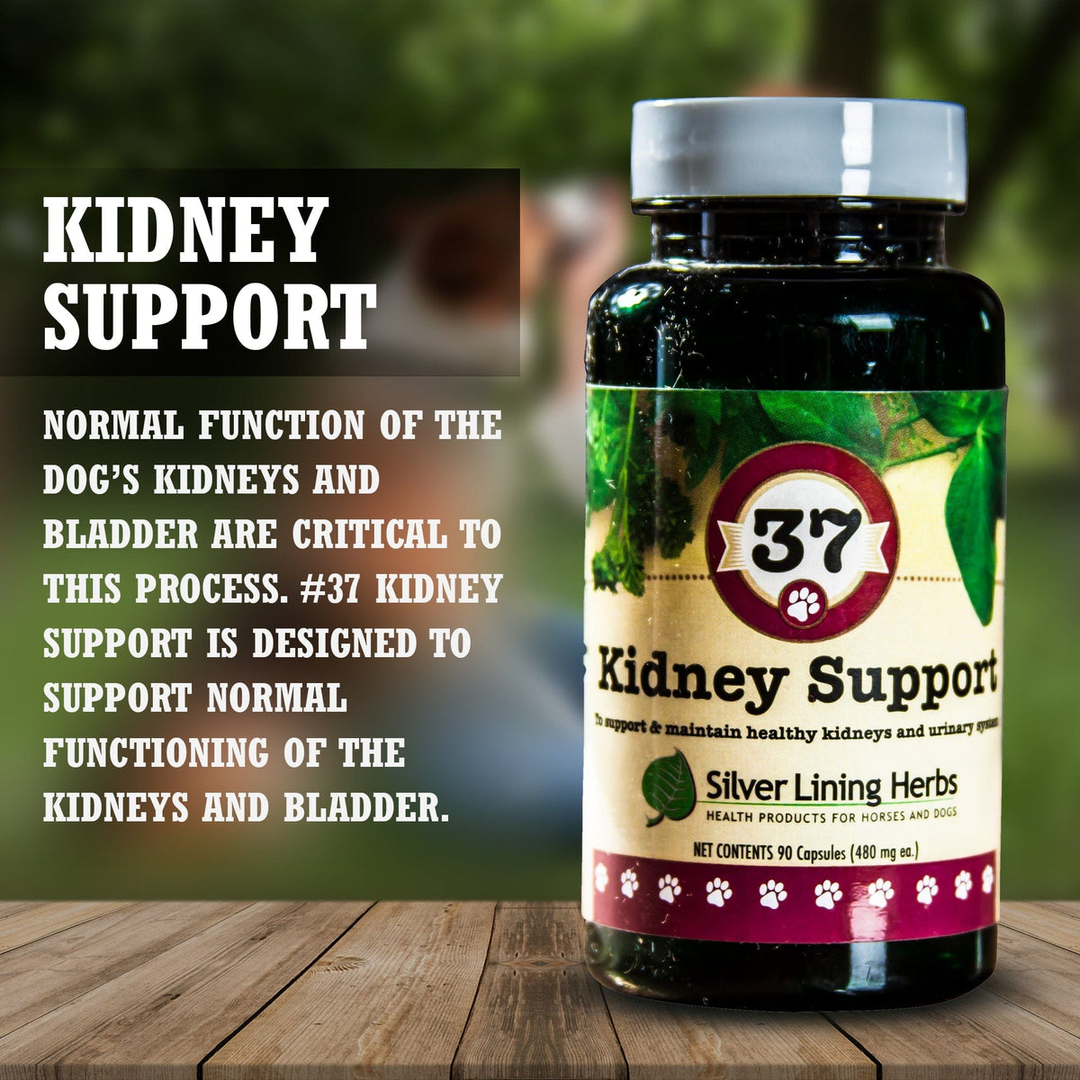 37 Kidney Support for Canines -  90 Capsule