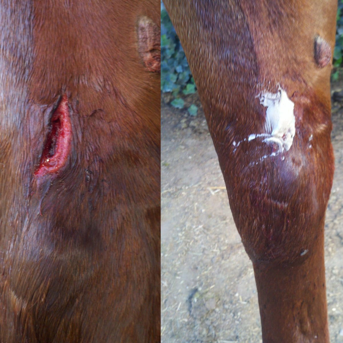 First Aid for Horses - Bentonite Clay Wound Ointment