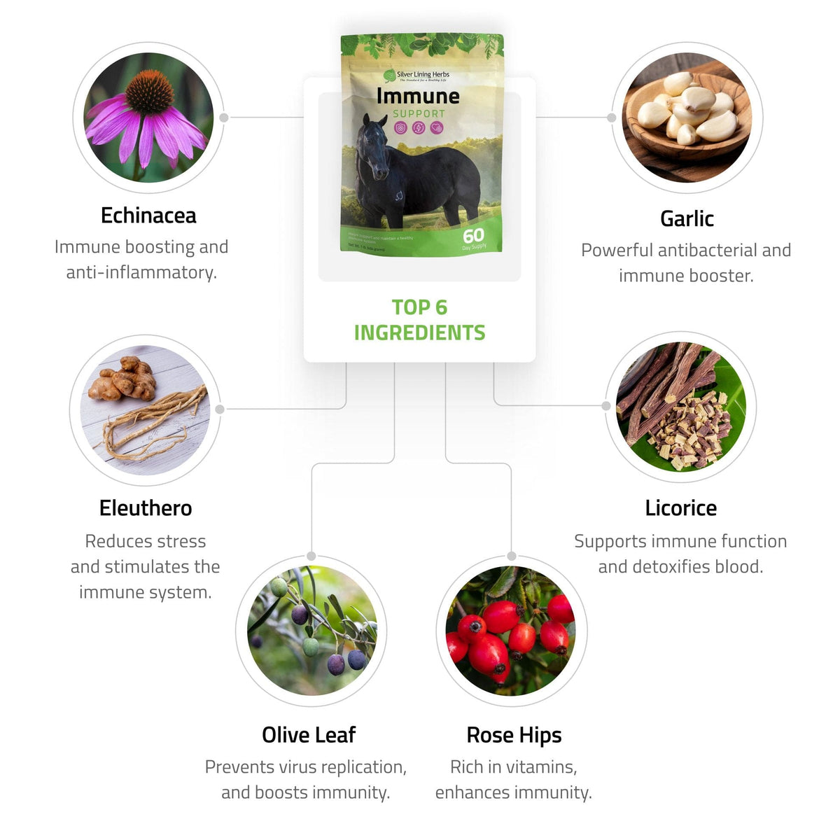 Immune Support for Horses