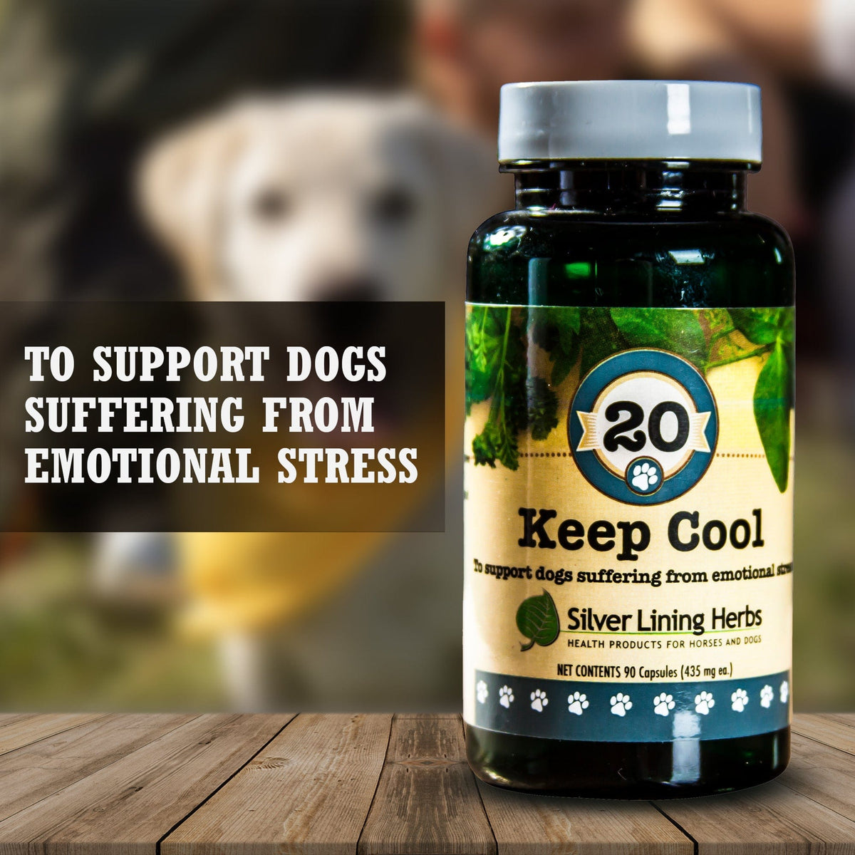 Keep Cool for Canines