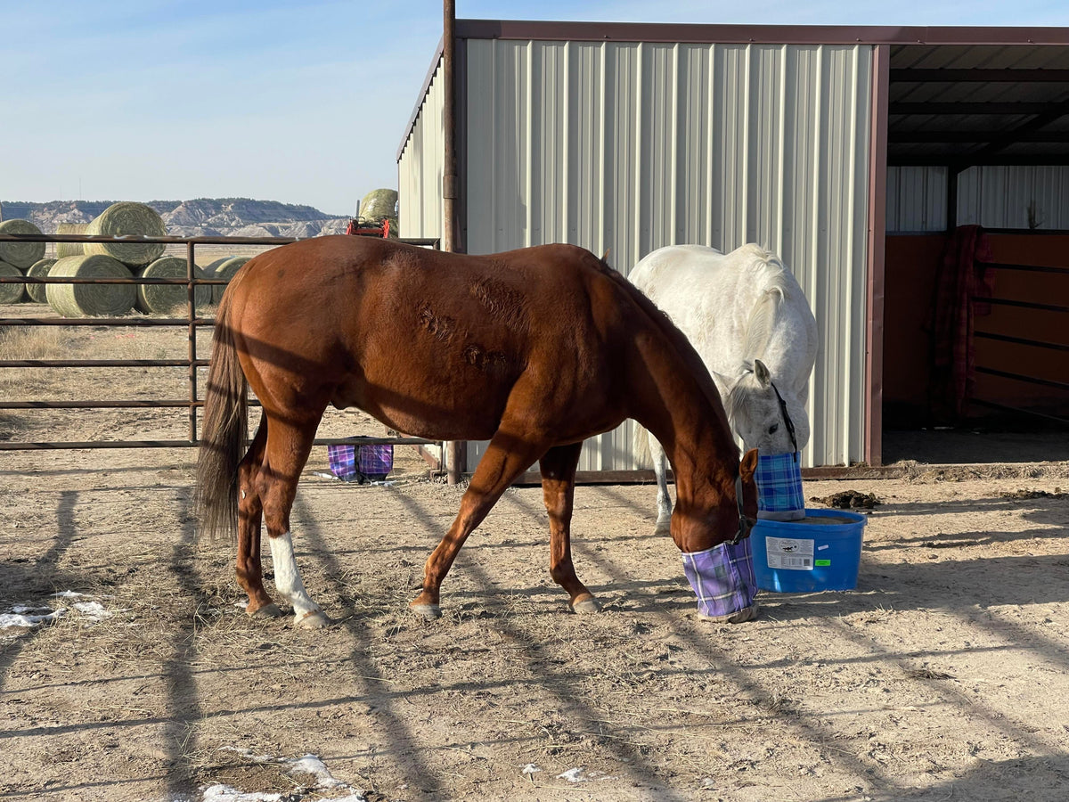 Hazer Horsewear Feed Bag