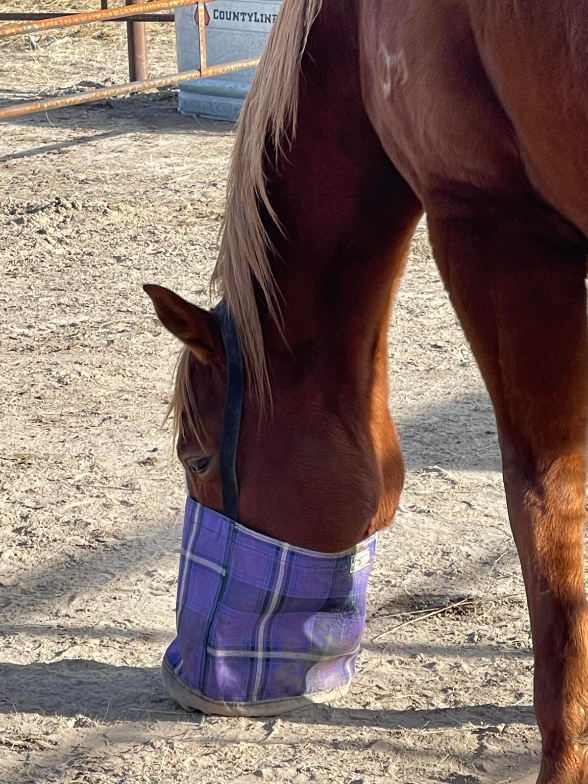 Hazer Horsewear Feed Bag